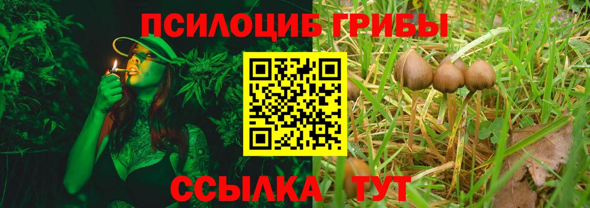Шебекино  Псилоцибиновые грибы Psilocybe  Вход с VPN  Галлюциногенные грибы прущие грибы 